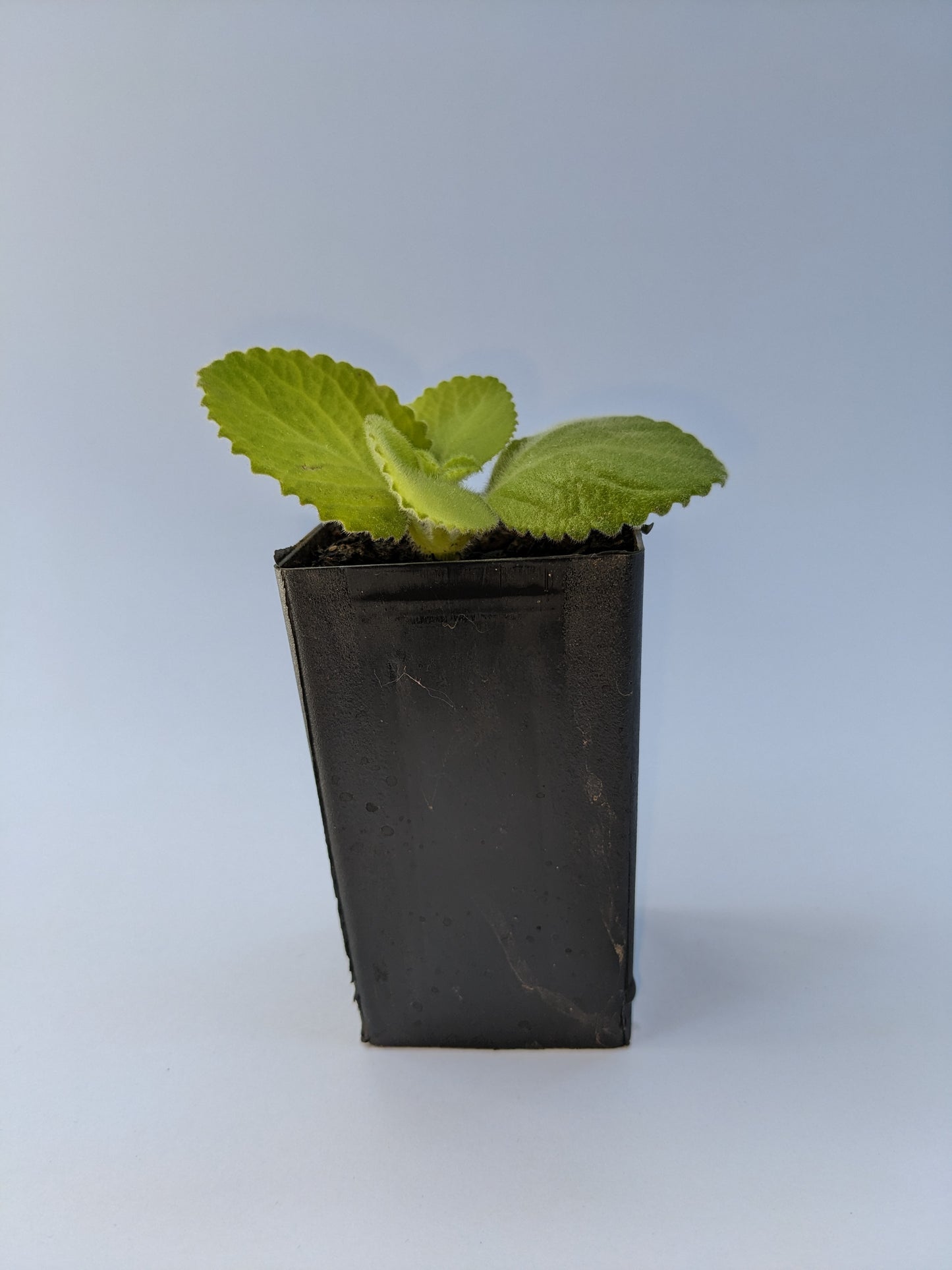 Mother of Herbs plant
