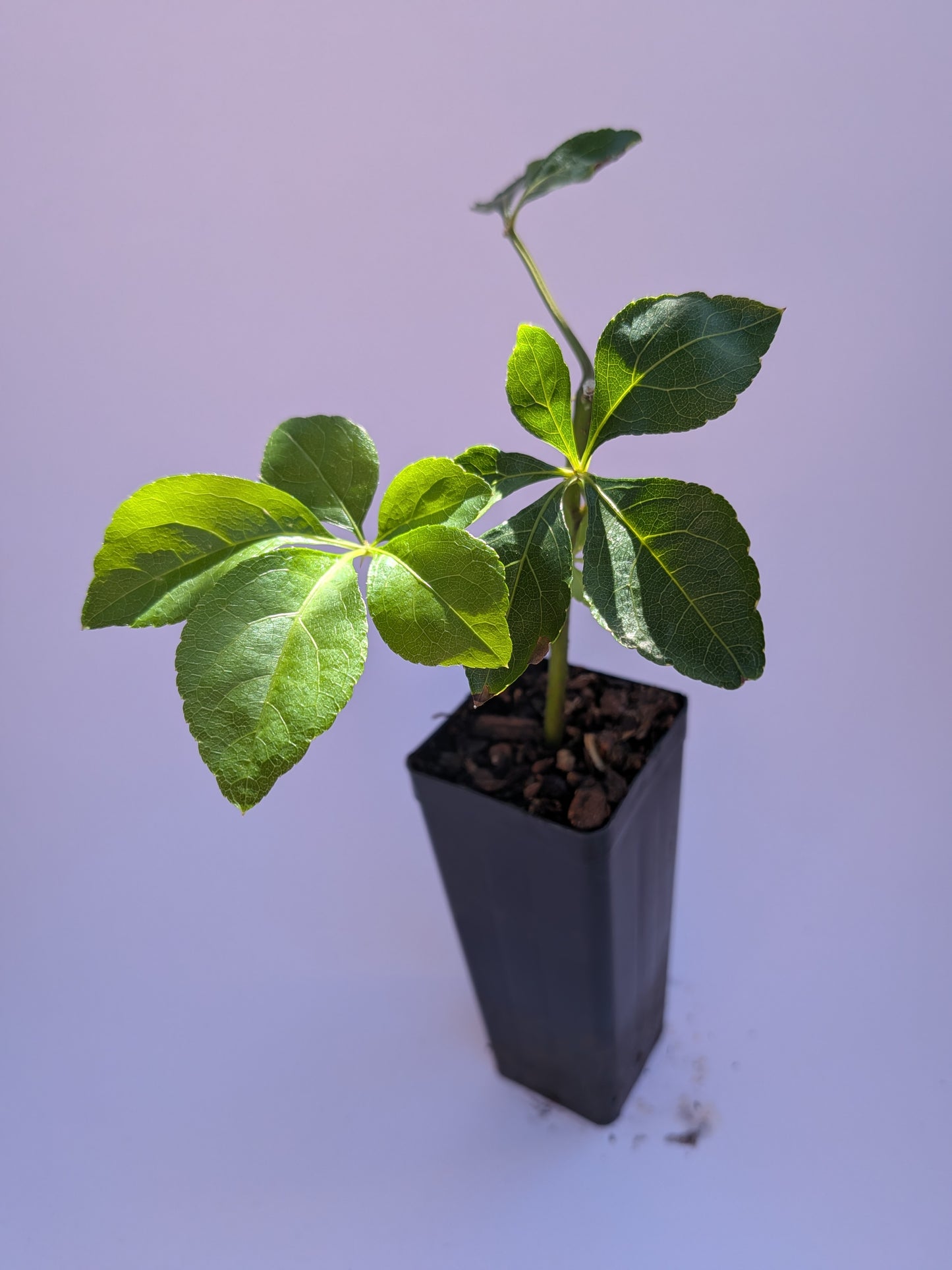 Siberian Ginseng