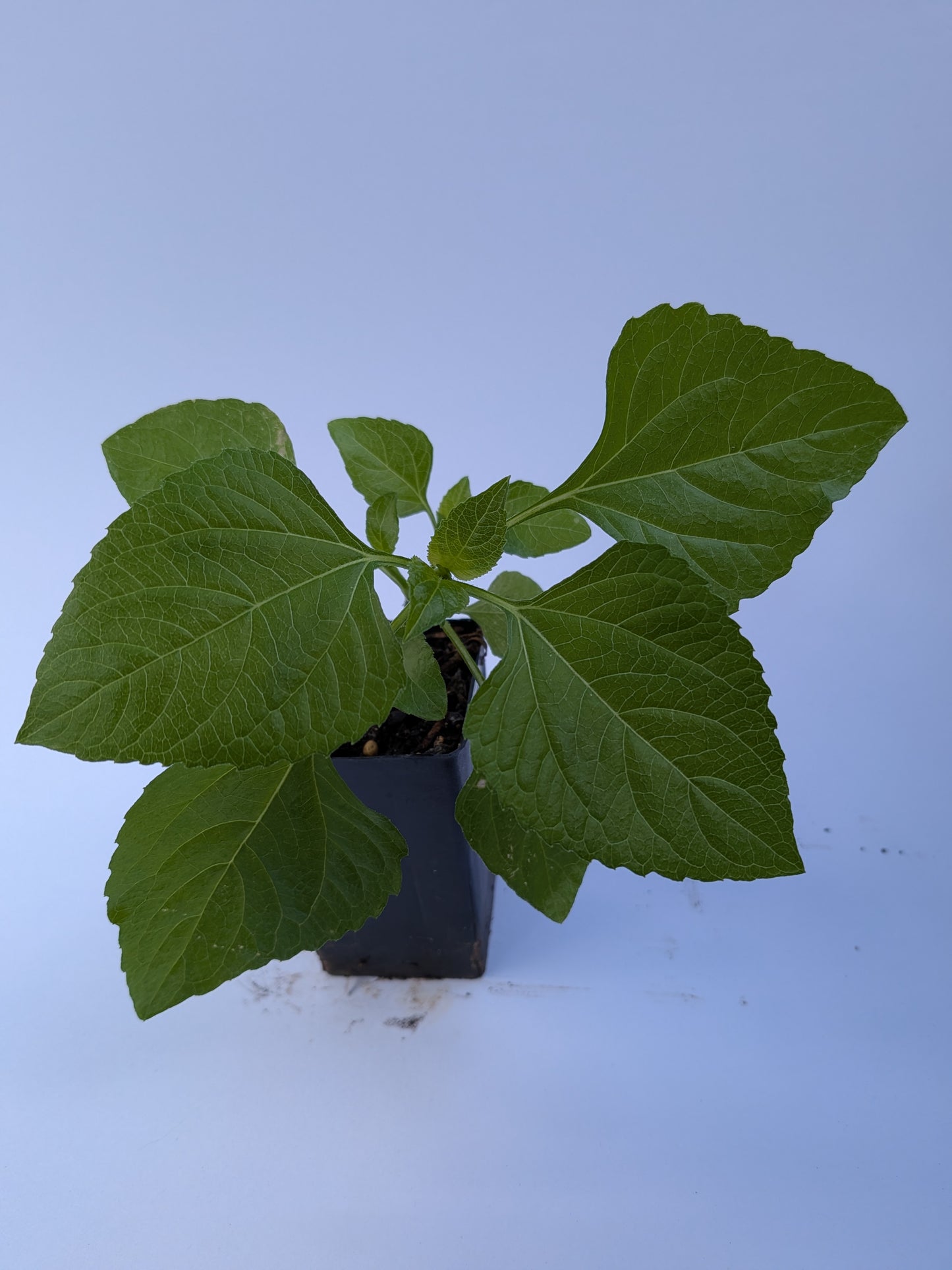 Toothache plant