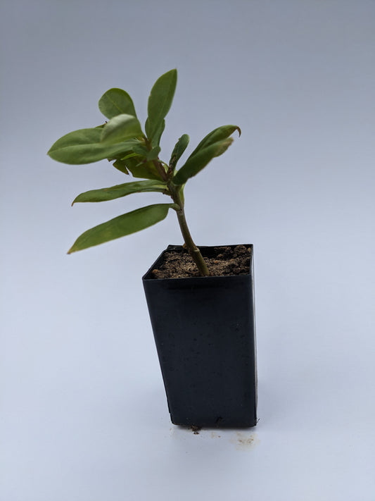 Java Ginseng