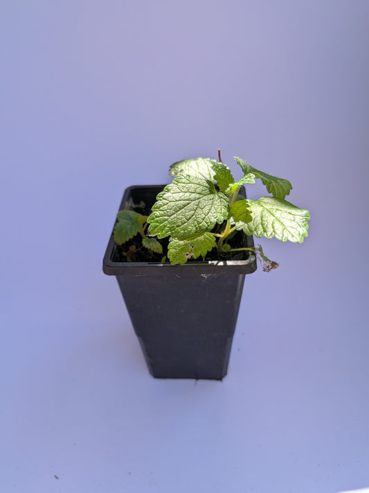 Lemon Balm