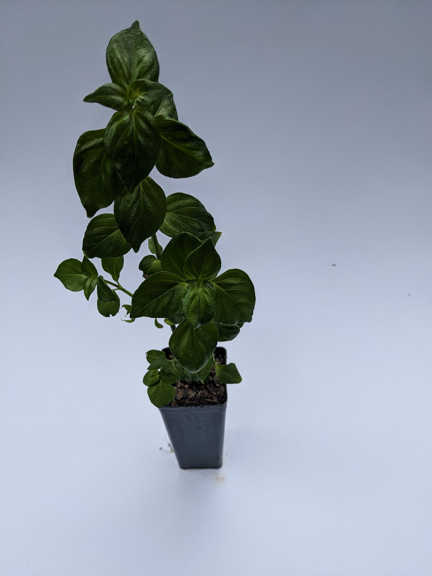 Mushroom plant