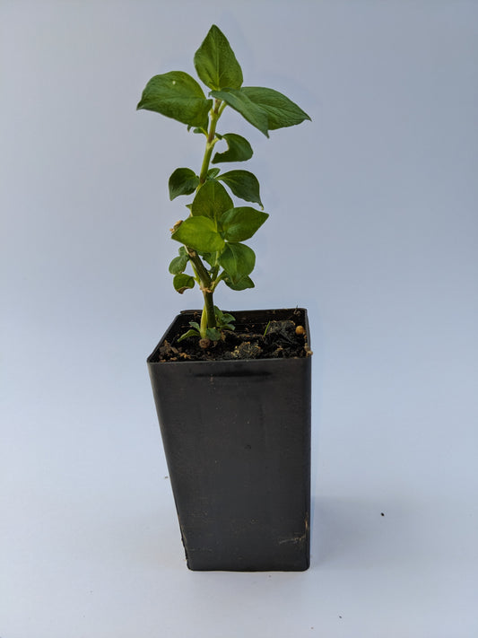 Mushroom plant