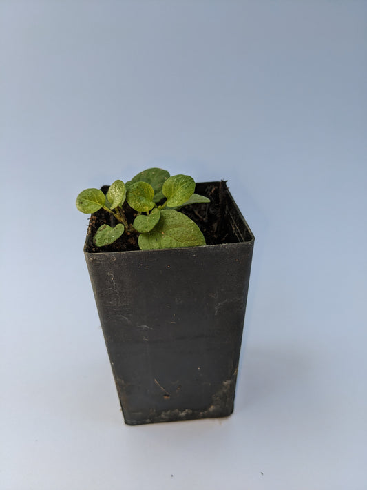 Self Heal