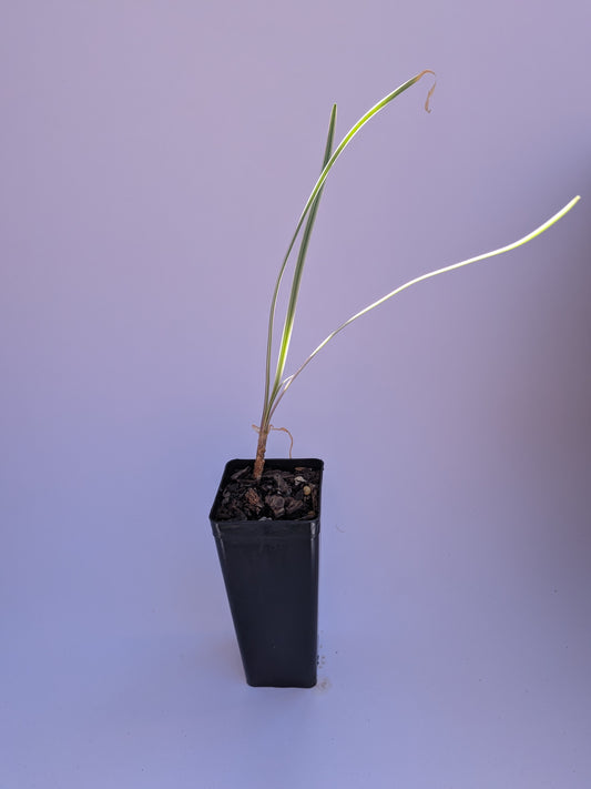 Society Garlic (Variegated)