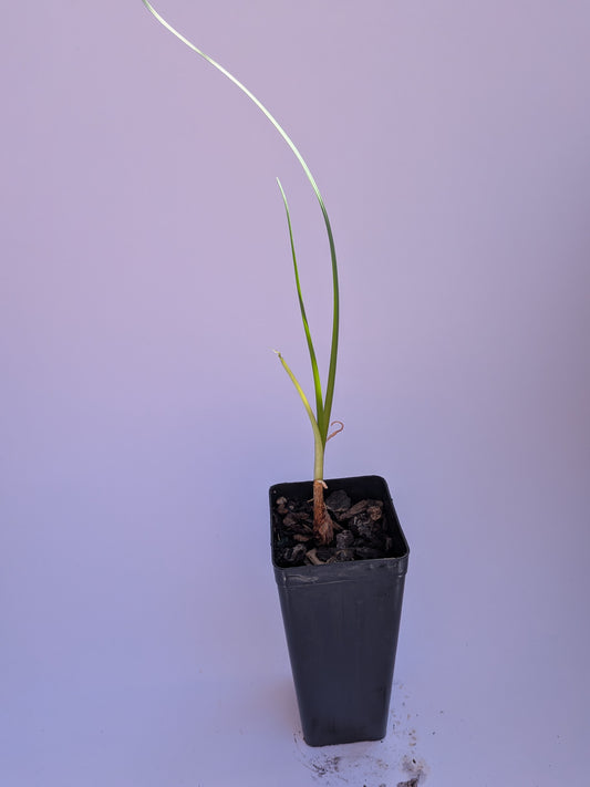 Society Garlic
